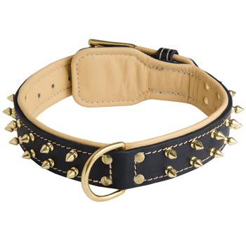 Leather Collie Collar Spiked Padded with Nappa Leather Adjustable 