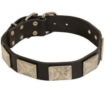 Walking Leather Collie Collar