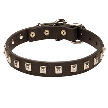 Collie Walking   Leather Collar with Studs