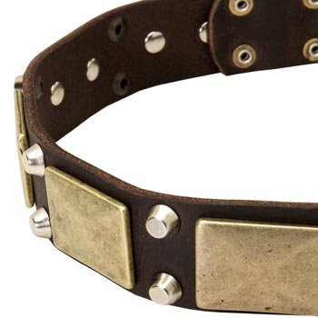 Leather Collie Collar with Nickel Studs
