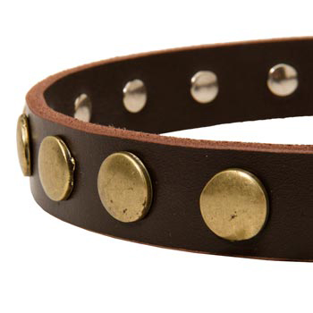 Designer Leather Dog Collar for Walking Collie