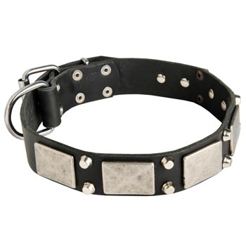 Studded Leather Collie Collar