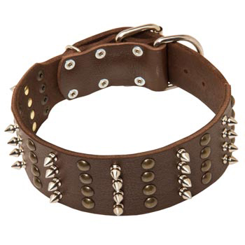 Leather Collar for Collie Walking in Style 
