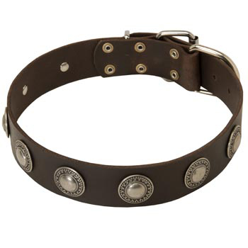 Training Leather   Collie Collar for Stylish Dogs