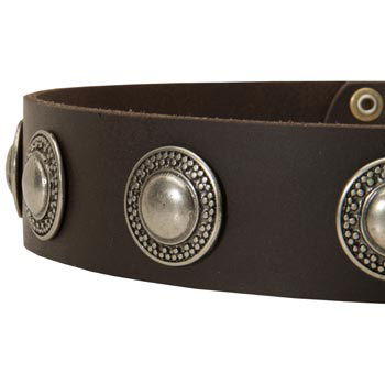 Leather Dog Collar with Conchos for   Collie