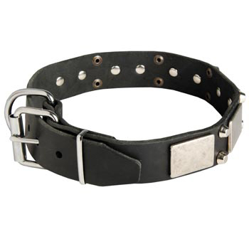 Leather Buckle Collar for Collie Walking