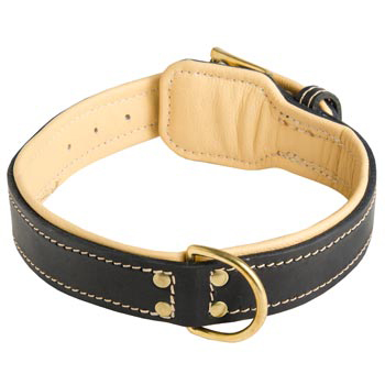 Leather Dog Collar Padded for Collie Off Leash Training