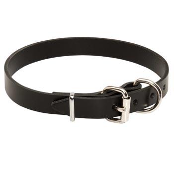 Collie Leather Dog Collar For Everyday Training