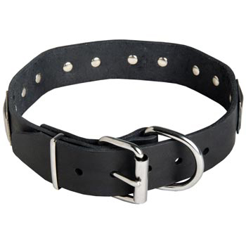 Leather Collie Collar with Steel Nickel Plated Buckle and D-ring